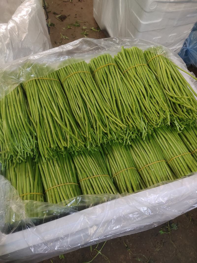云南新鲜芦蒿