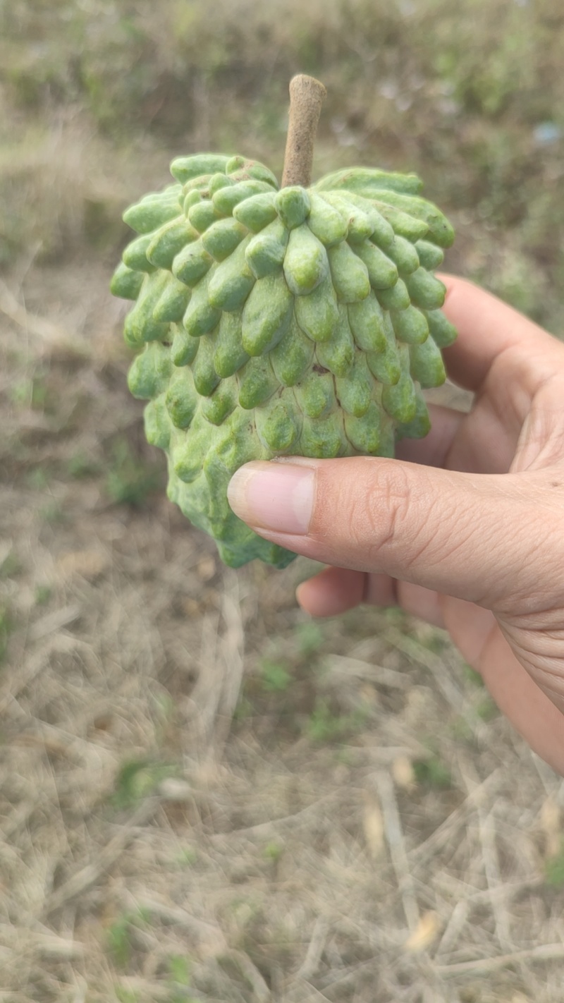 凤梨释迦果