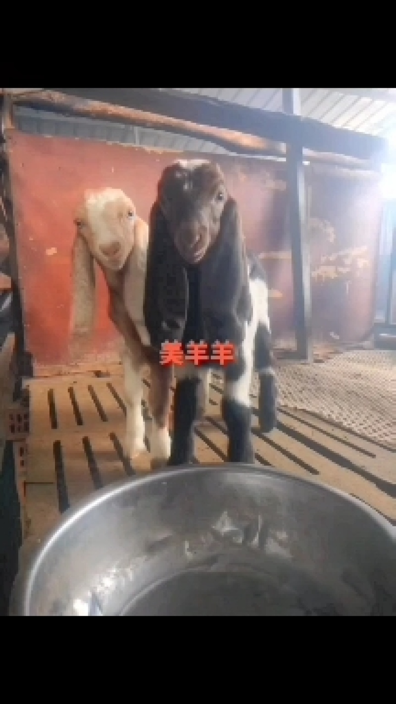 黄金羊大马士革黄金羊弓鼻大耳长耳羊大型种羊