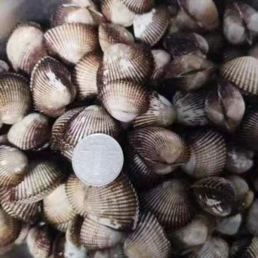 毛嘎