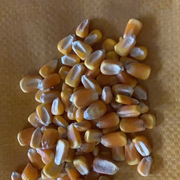 玉米豆粕麦麸