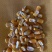 玉米豆粕麦麸
