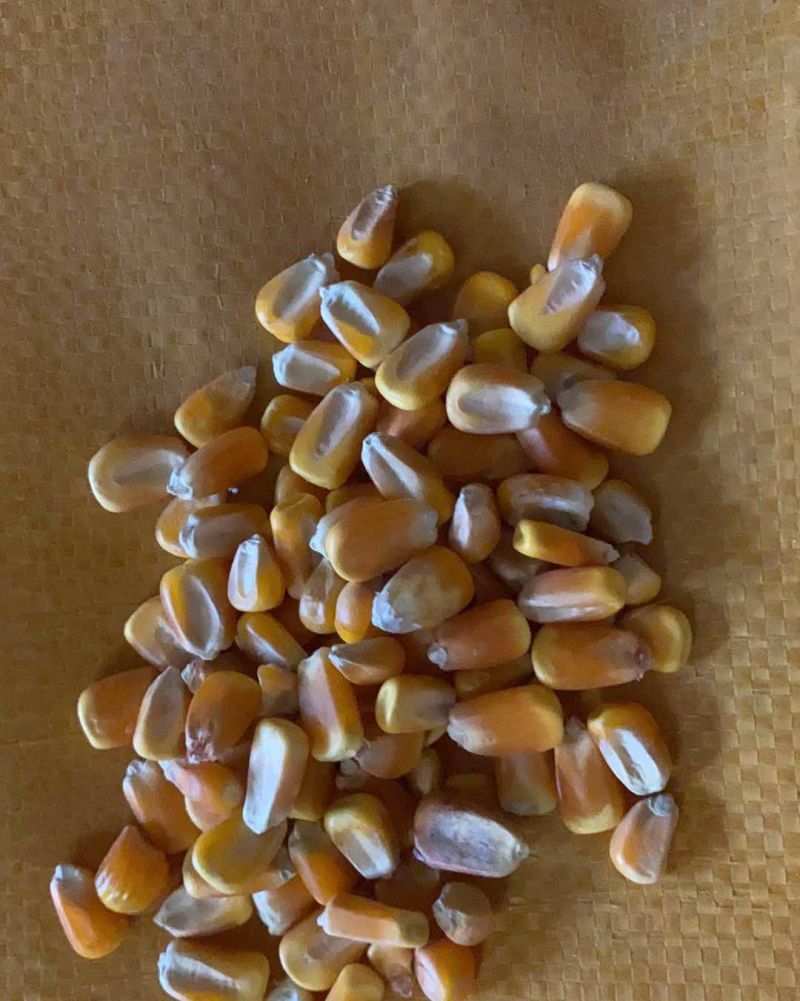 玉米豆粕麦麸