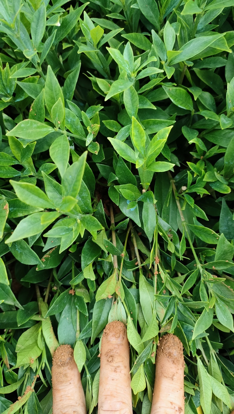 小叶栀子花芽苗