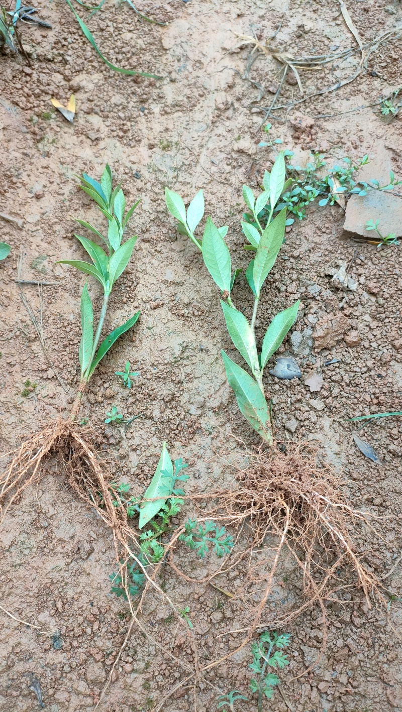小叶栀子花芽苗