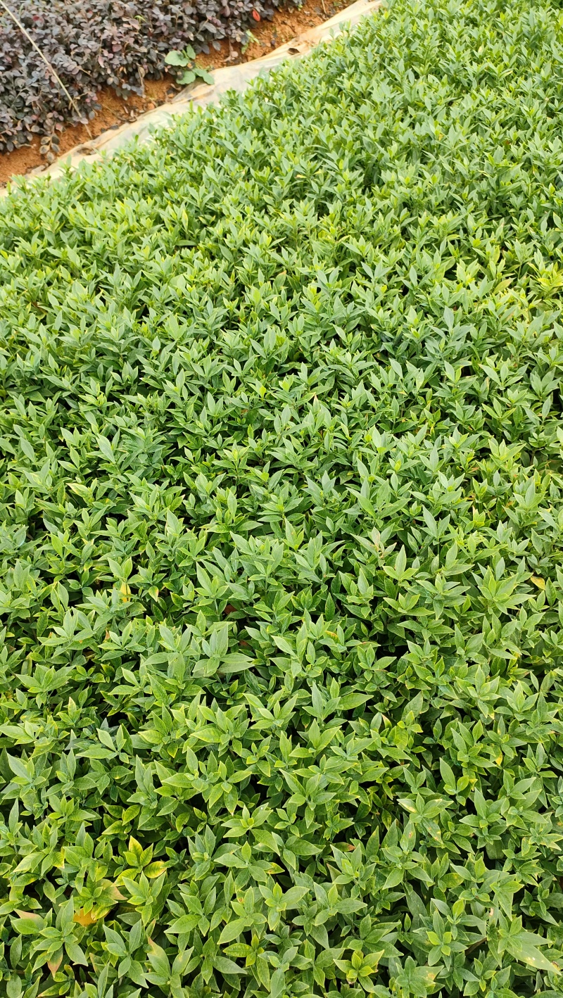 小叶栀子花芽苗