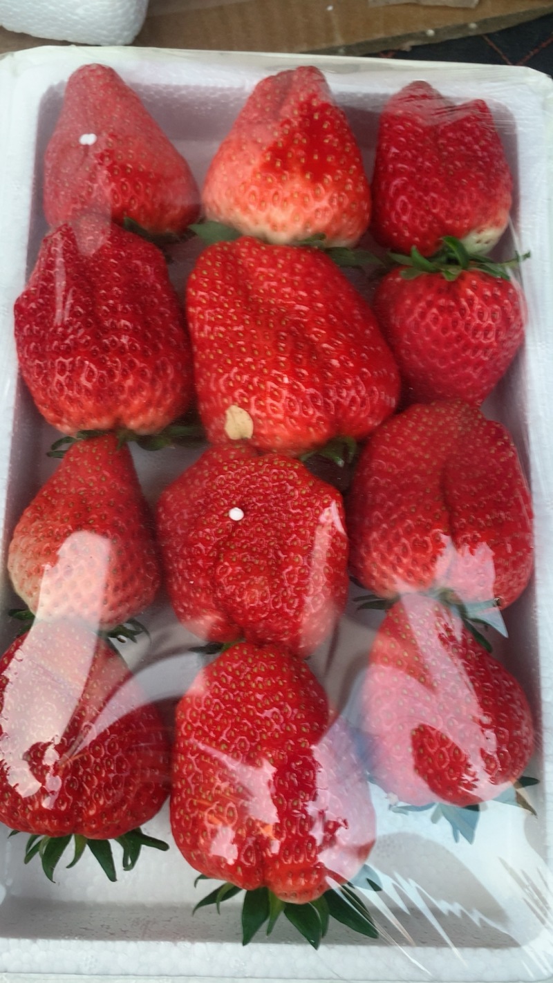 精品草莓