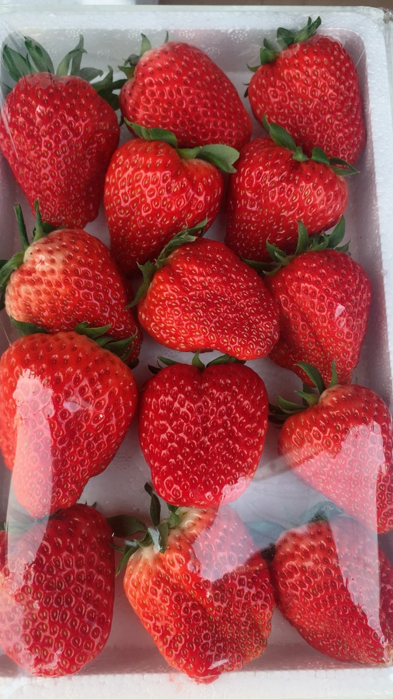精品草莓