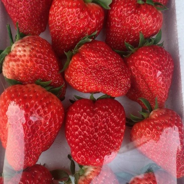精品草莓
