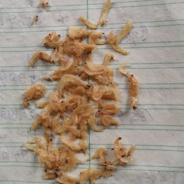 饲料虾皮