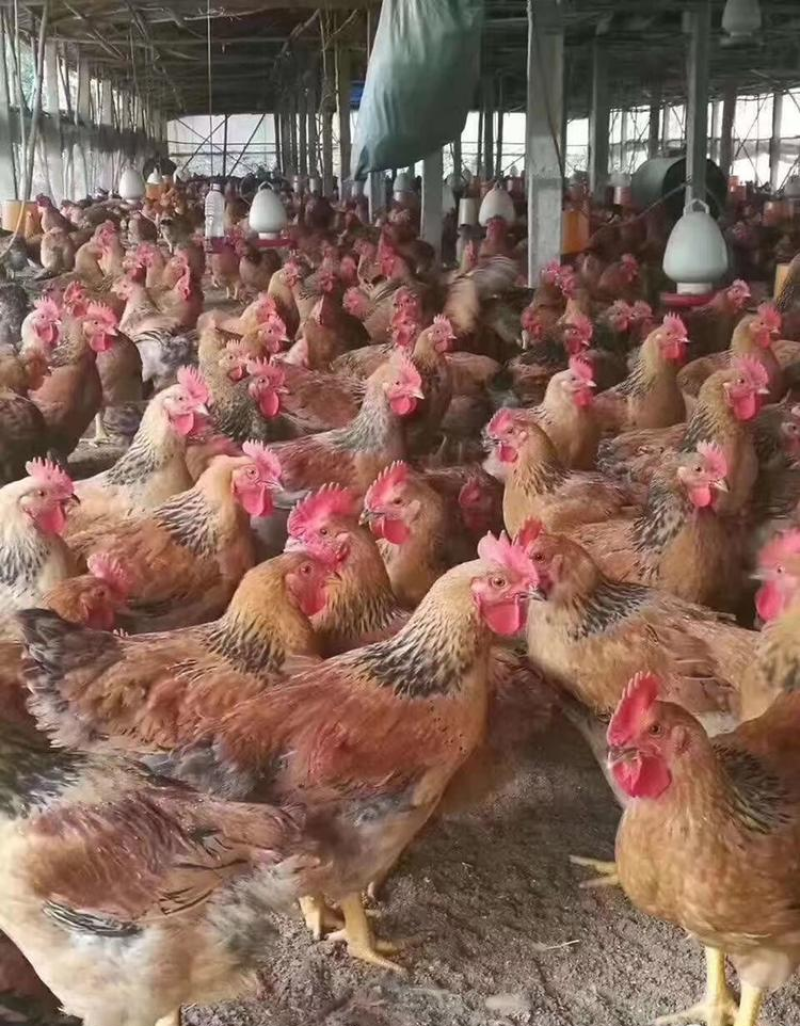 【精选】麻鸡苗大红公鸡苗红瑶鸡苗黑瑶鸡苗基地直供