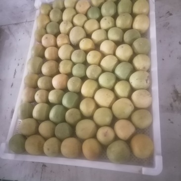 干罗汉果