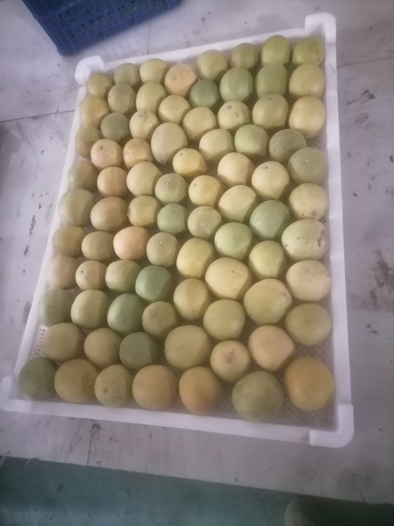 干罗汉果