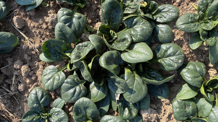 菠菜在遮阳网下的生长状态