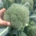 精品西兰花大量供应