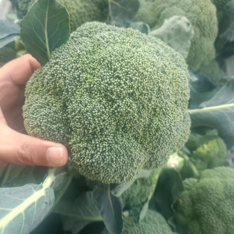 精品西兰花大量供应