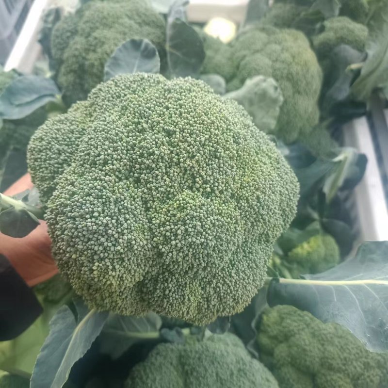 精品西兰花大量供应