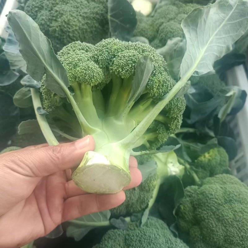精品西兰花大量供应