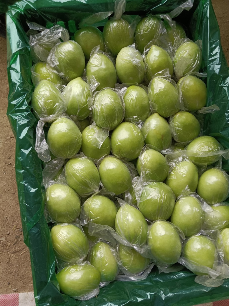 密丝枣