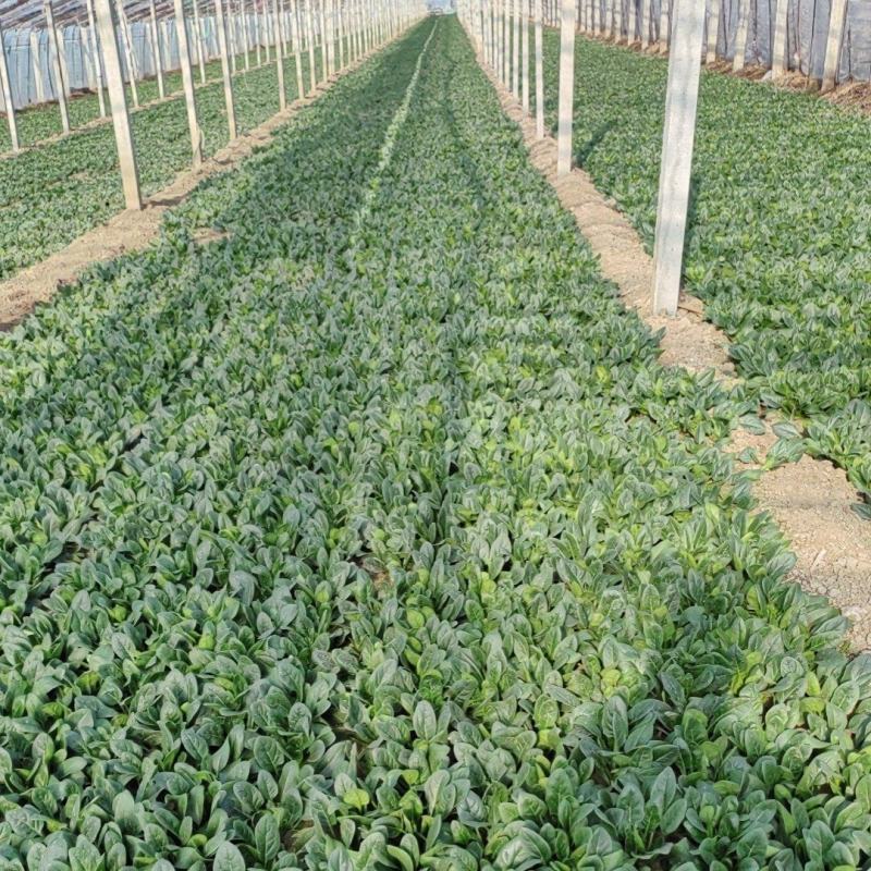 红根精品小菠菜