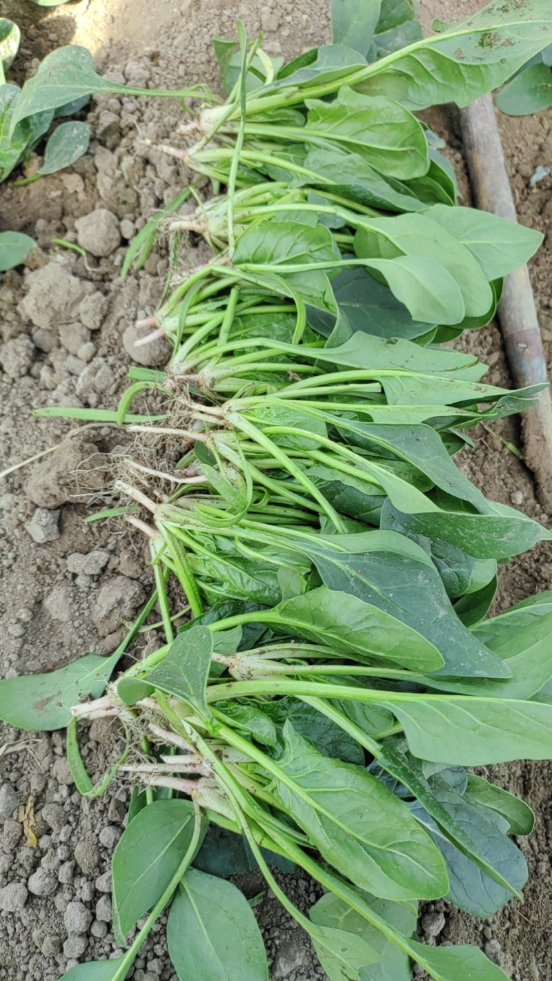 红根精品小菠菜