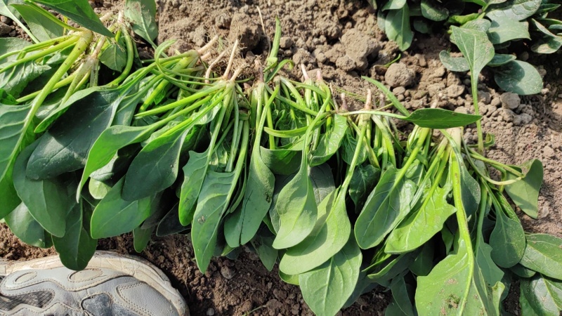 红根精品小菠菜