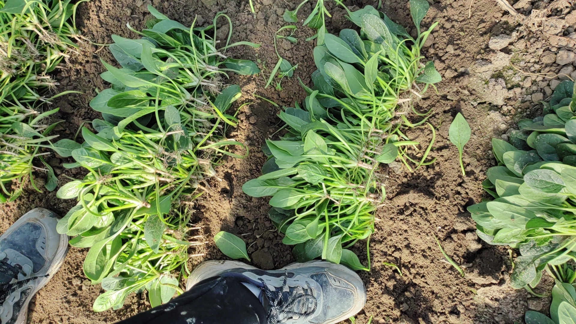 一张信息图表形式的菠菜种植流程图,包含‘选种→整地→播种→间苗→施肥→采收’六个环节,每个环节配有简笔画图标和文字说明,重点标红‘避免低温春化’和‘及时采收’两个关键节点 菠菜田间管理流程图示意图