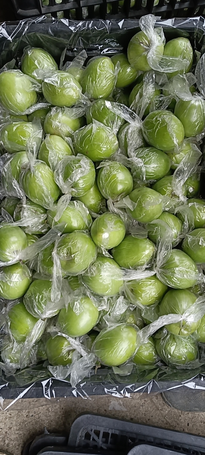 密丝枣