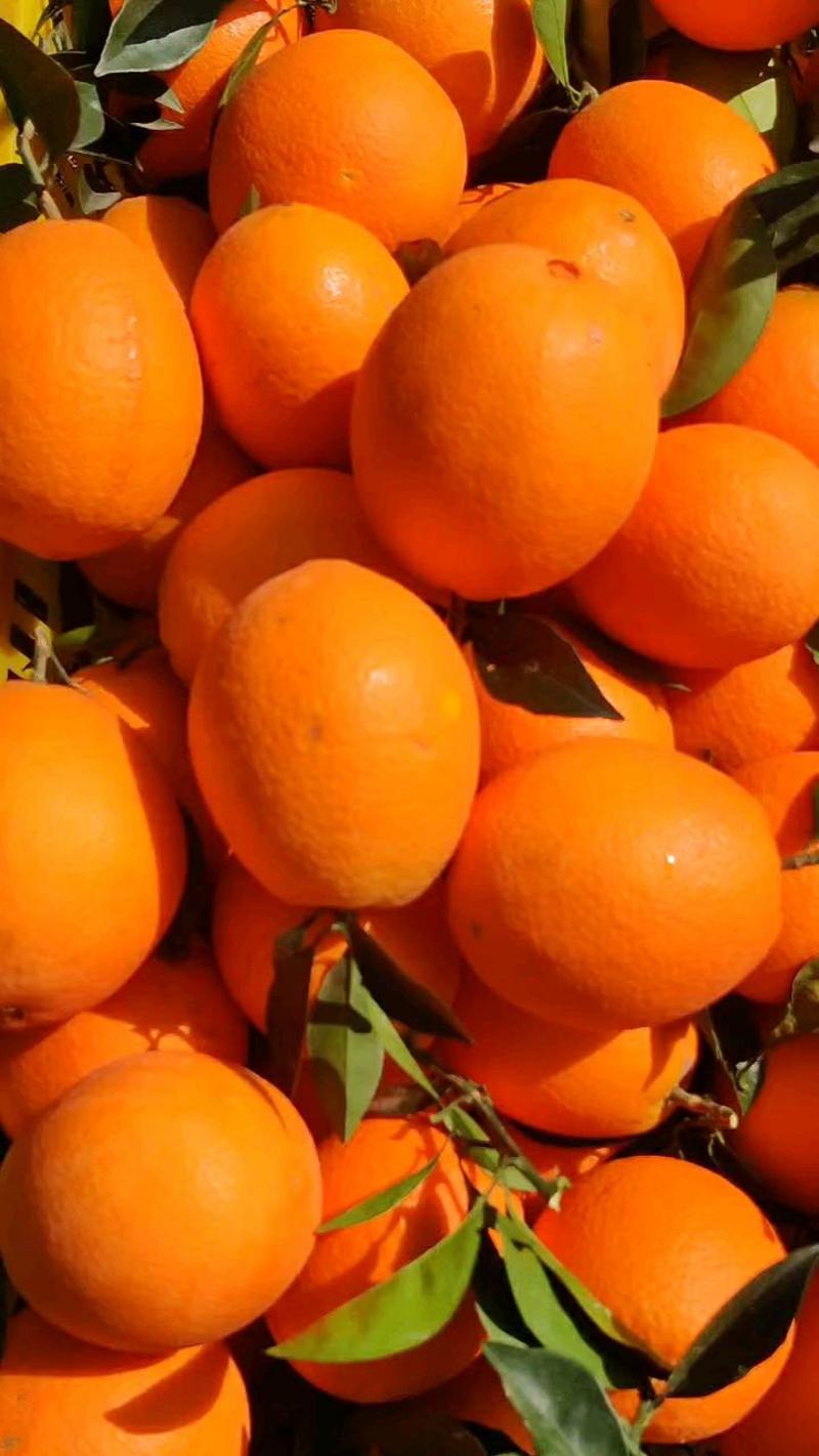 长虹脐橙新鲜采摘皮薄多汁。视频果园都可看货发货保质保量