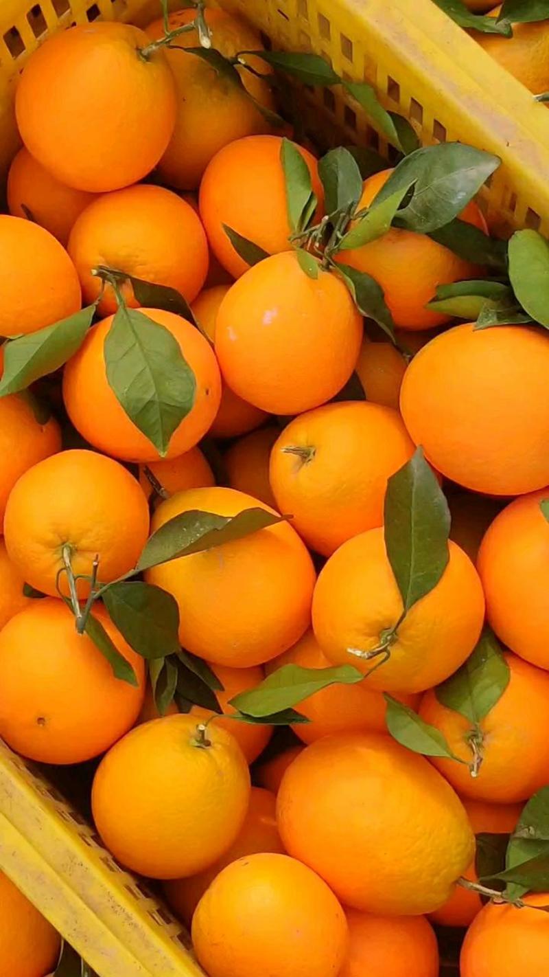 长虹脐橙新鲜采摘皮薄多汁。视频果园都可看货发货保质保量