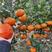 甘平柑橘，现摘树上2000斤左右
