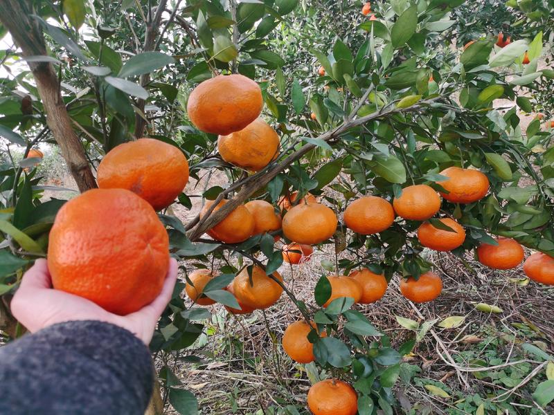 甘平柑橘，现摘树上2000斤左右