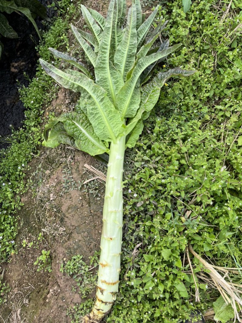 大量优质莴笋杆子供应，价格冰点。感兴趣的联系。