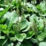 车前草种子食用野菜种籽中药材车轮菜籽野生车前子四季蔬菜种