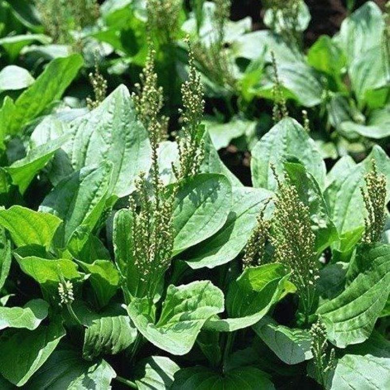 车前草种子食用野菜种籽中药材车轮菜籽野生车前子四季蔬菜种