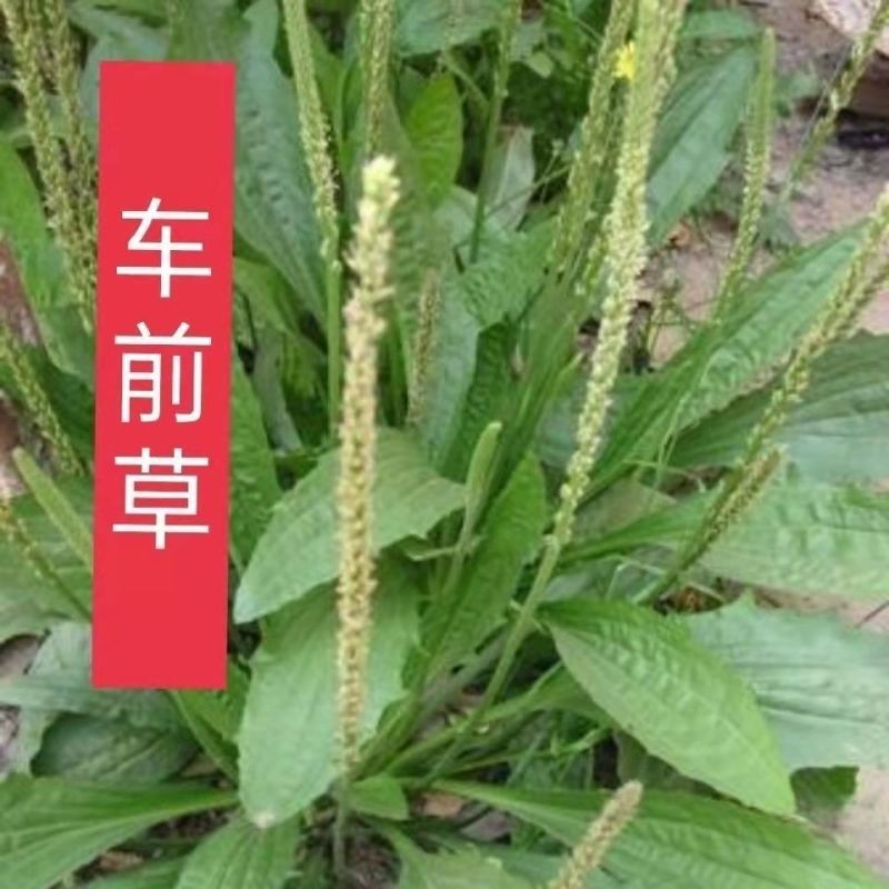 车前草种子食用野菜种籽中药材车轮菜籽野生车前子四季蔬菜种