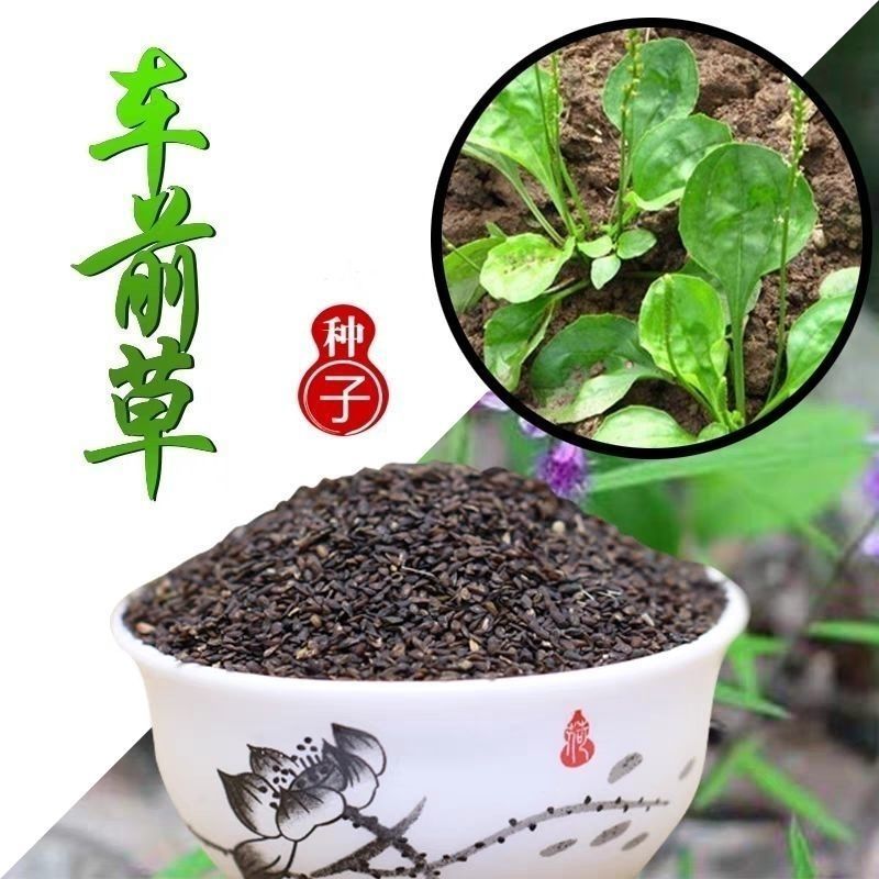 车前草种子食用野菜种籽中药材车轮菜籽野生车前子四季蔬菜种