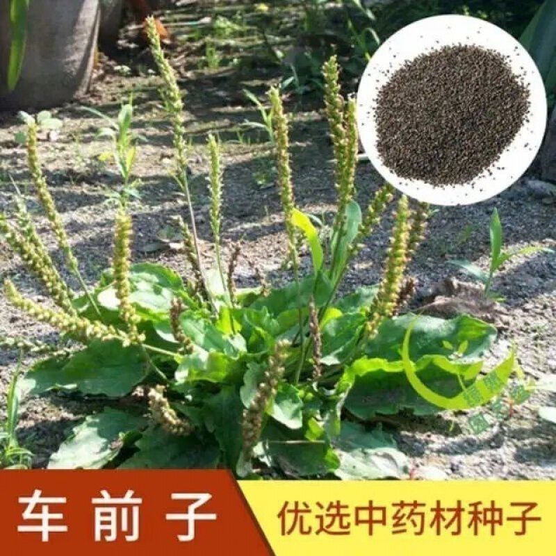 车前草种子食用野菜种籽中药材车轮菜籽野生车前子四季蔬菜种