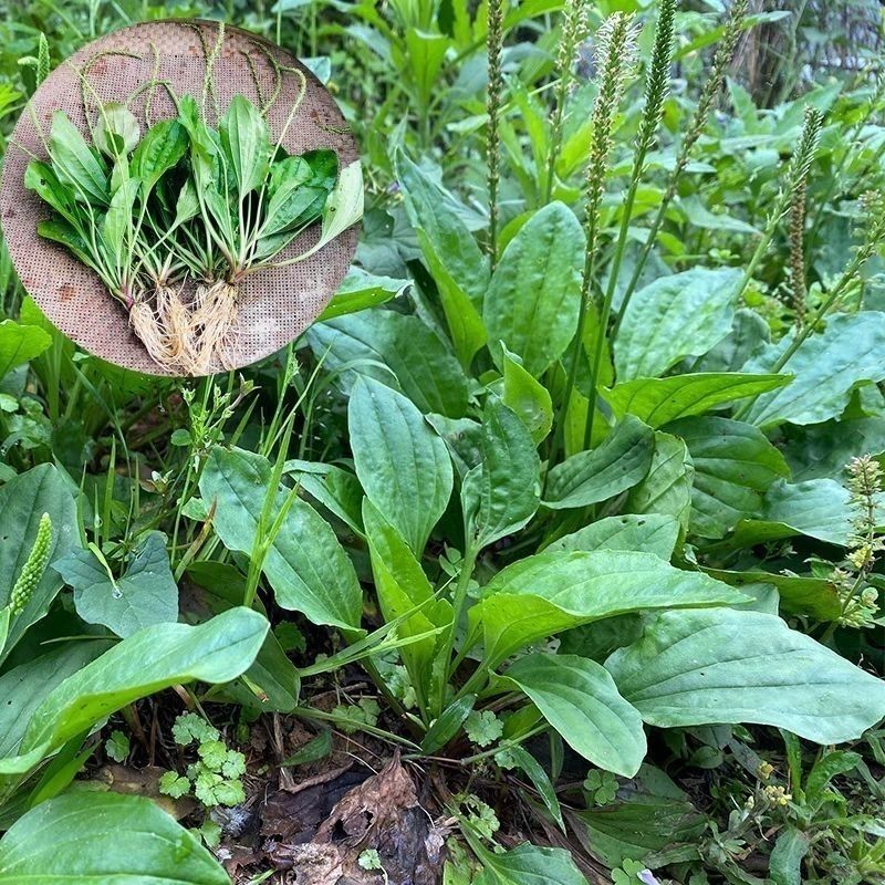 车前草种子食用野菜种籽中药材车轮菜籽野生车前子四季蔬菜种