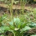车前草种子食用野菜种籽中药材车轮菜籽野生车前子四季蔬菜种