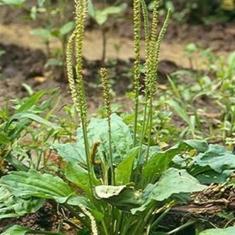 车前草种子食用野菜种籽中药材车轮菜籽野生车前子四季蔬菜种