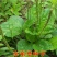 车前草种子食用野菜种籽中药材车轮菜籽野生车前子四季蔬菜种