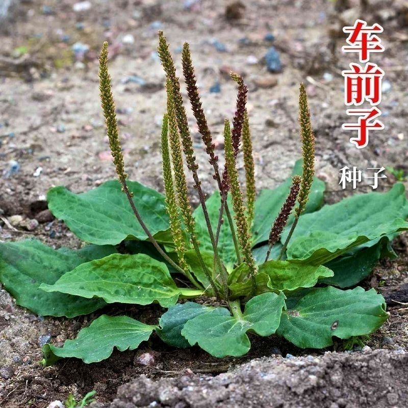 车前草种子食用野菜种籽中药材车轮菜籽野生车前子四季蔬菜种