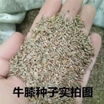 出售药材怀牛膝种子赤峰产量高春夏季播种牛膝种子药材种子包