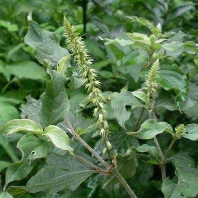 出售药材怀牛膝种子赤峰产量高春夏季播种牛膝种子药材种子包