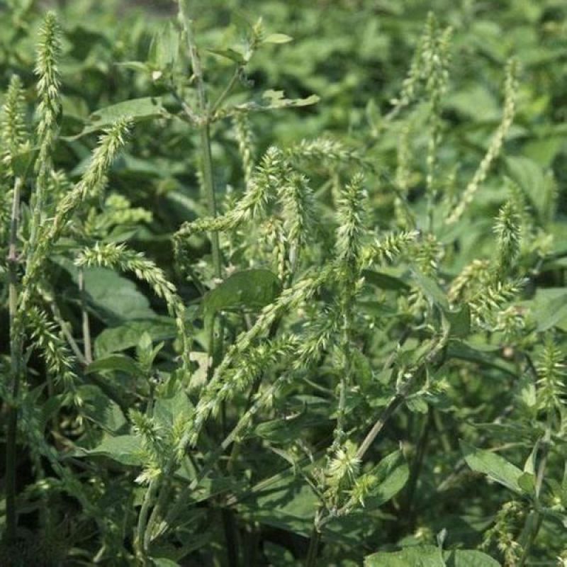 出售药材怀牛膝种子赤峰产量高春夏季播种牛膝种子药材种子包