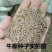 出售药材怀牛膝种子赤峰产量高春夏季播种牛膝种子药材种子包
