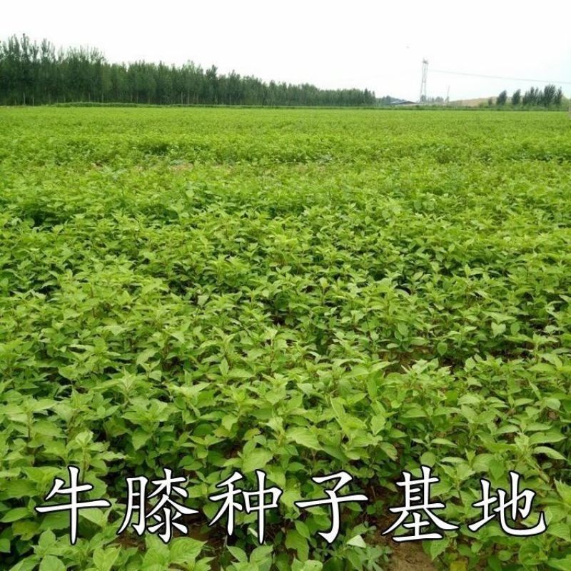 出售药材怀牛膝种子赤峰产量高春夏季播种牛膝种子药材种子包