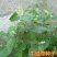 出售药材怀牛膝种子赤峰产量高春夏季播种牛膝种子药材种子包