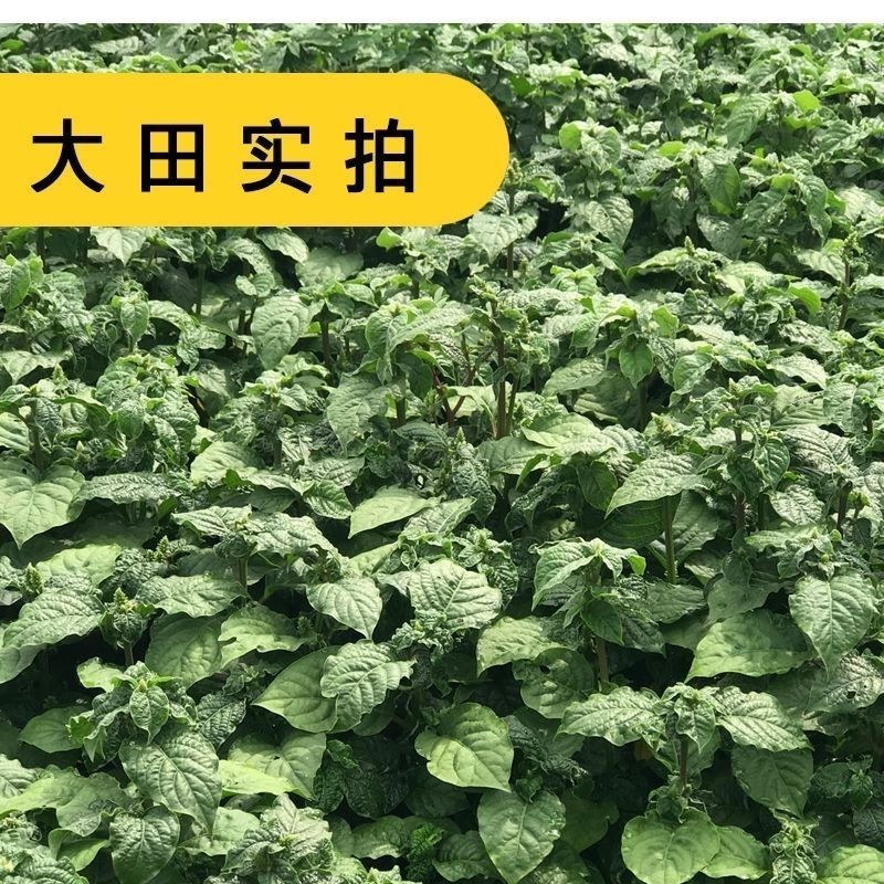 出售药材怀牛膝种子赤峰产量高春夏季播种牛膝种子药材种子包